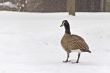 Goose walking in the Snow