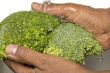 Washing broccoli
