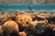 colorful coral reef