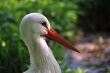 white stork