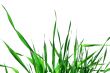 Green grass isolated 