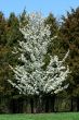 Blooming callery pear tree in spring