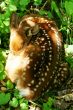 Baby deer curled up sleeping