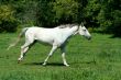 White horse running in a green field