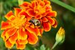 Bumble Bee on a marigold