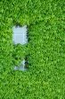 ivy covered window