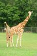 Mother and child Giraffes