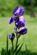 Iris flower