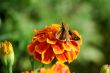 Hummingbird moth on a marigold