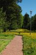 In The Park