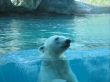 polar bear