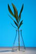 Branch oleander