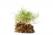 Piece of Grass