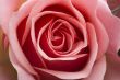 Pink Rose
