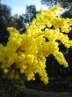 mimosa