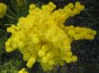 mimosa