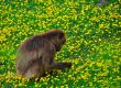 Monkey in the flower field