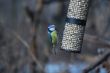 bird in the winter