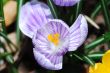 flower crocus