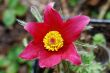 red spring flower