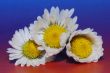 tree daisy flower in spring
