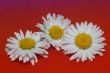 three daisy flower at red