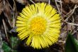 yellow flower