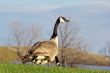 Canada goose looking up for signs of danger