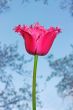 Purple tulip flower 