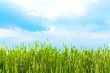 view of the sky through the green grass