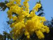 mimosa