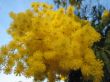 mimosa