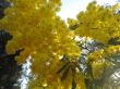 mimosa