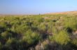 Savanna After Rainy Season