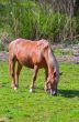 brown horse in a green field of grass