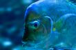 bizarre fish