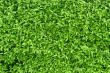 A fragment of a green living fence