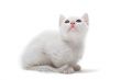 white kitten