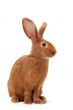young rabbit