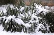 Southern Plants under Snow