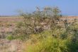 Shrub Vegetation in Prairie