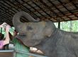 Feeding Baby Elephant