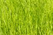 young green grass as a background