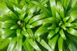 Lily buds