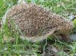 hedgehog