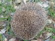 hedgehog
