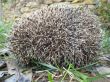 hedgehog