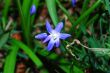 blue flower