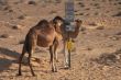 dromedary at signpost