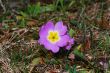 Primrose flower